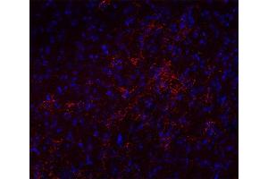Indirect immunostaining of a PFA fixed mouse brain section (dilution 1 : 500; red). (SLC17A8 antibody  (C-Term))