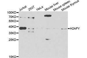 Western blot analysis of extracts of various cell lines, using H2AFY antibody. (H2AFY antibody)