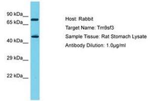 Image no. 1 for anti-Transmembrane 9 Superfamily Member 3 (TM9SF3) (AA 187-236) antibody (ABIN6750318)