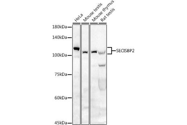 SECISBP2 antibody  (AA 585-854)
