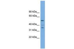 NOBOX antibody  (AA 201-250)