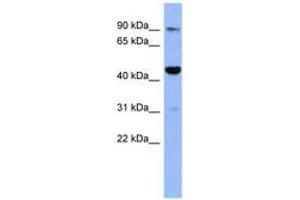Image no. 1 for anti-Zinc Finger Protein 569 (ZNF569) (N-Term) antibody (ABIN6742922) (ZNF569 antibody  (N-Term))