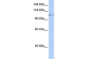 WB Suggested Anti-HELLS Antibody Titration:  0. (HELLS antibody  (Middle Region))