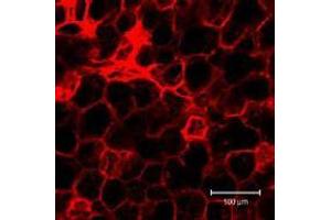 Immunofluorescence (IF) image for anti-Podoplanin (PDPN) antibody (ABIN1449217) (Podoplanin antibody)