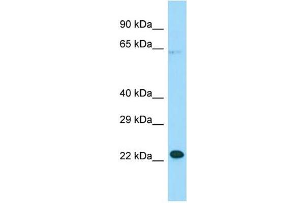 MOSPD1 抗体  (N-Term)
