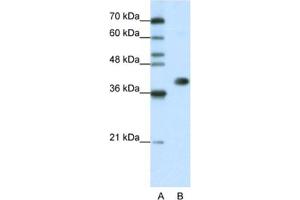 Western Blotting (WB) image for anti-Heterogeneous Nuclear Ribonucleoprotein A3 (HNRNPA3) antibody (ABIN2462362) (HNRNPA3 antibody)