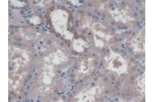 Detection of DPPA3 in Human Kidney Tissue using Polyclonal Antibody to Developmental Pluripotency Associated Protein 3 (DPPA3) (DPPA3 antibody  (AA 1-159))