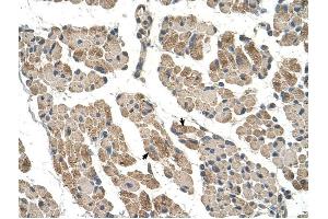 CLCC1 antibody was used for immunohistochemistry at a concentration of 4-8 ug/ml to stain Skeletal muscle cells (arrows) in Human Muscle. (CLCC1 antibody  (N-Term))