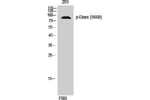 Western Blotting (WB) image for anti-Death-Domain Associated Protein (DAXX) (pSer668) antibody (ABIN5959374) (DAXX antibody  (pSer668))