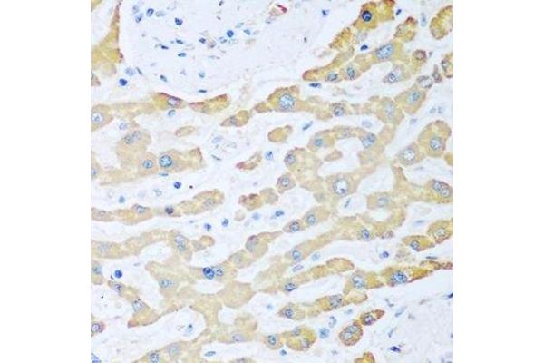 Ferredoxin Reductase antibody  (AA 252-491)