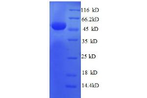 SDS-PAGE (SDS) image for Ribosomal Protein L8 (RPL8) (AA 3-257), (partial) protein (GST tag) (ABIN7479160)