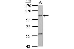 WB Image EMR1 antibody [C2C3], C-term detects EMR1 protein by Western blot analysis. (F4/80 antibody  (C-Term))