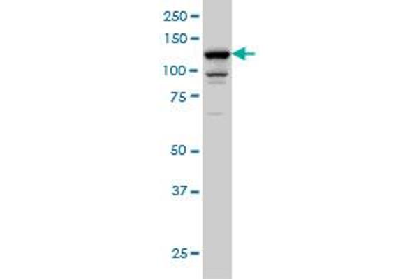 DAAM1 antibody  (AA 1-110)
