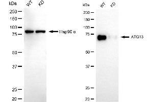 Western blotting analysis using ATG13 antibody (ABIN7797708). (Recombinant ATG13 antibody)