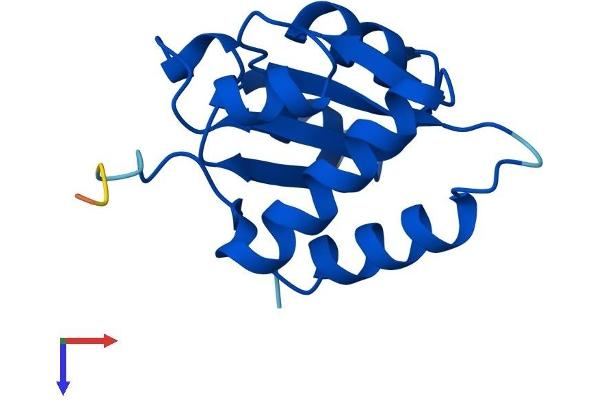 NHP2L1 Protein (AA 1-128) (His tag)