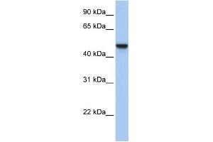 WB Suggested Anti-C20orf3 Antibody Titration:  0. (APMAP antibody  (N-Term))
