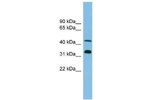 WB Suggested Anti-GORASP1 Antibody Titration: 0. (GORASP1 antibody  (N-Term))
