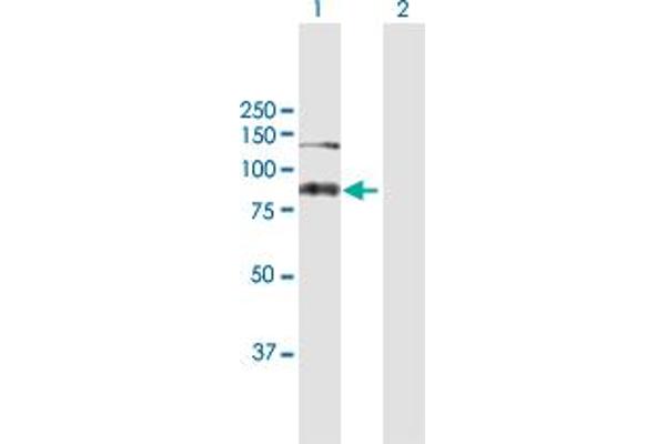 ASXL2 anticorps  (AA 1-918)