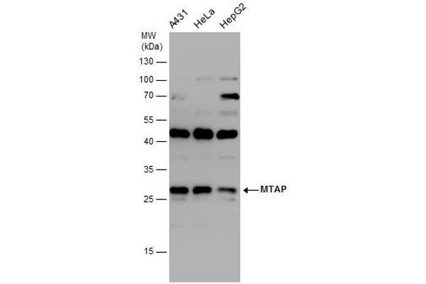 MTAP anticorps