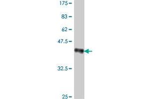 Western Blot detection against Immunogen (38.