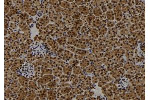 ABIN6272866 at 1/100 staining Mouse kidney tissue by IHC-P.