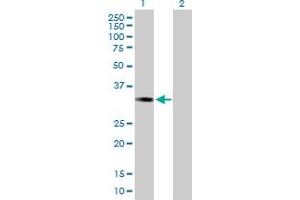 Western Blot analysis of ESD expression in transfected 293T cell line by ESD MaxPab polyclonal antibody. (Esterase D antibody  (AA 1-282))