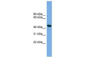 WB Suggested Anti-BRF2 Antibody Titration:  0. (BRF2 antibody  (Middle Region))