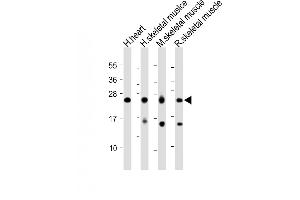 MYL1 antibody  (AA 101-135)