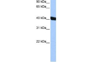 WB Suggested Anti-CHI3L1 Antibody Titration: 0. (CHI3L1 antibody  (Middle Region))