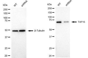 Western blotting analysis using TAF15 antibody (ABIN7800503).