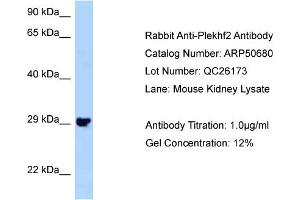 WB Suggested Anti-Plekhf2 Antibody   Titration: 1. (PLEKHF2 antibody  (N-Term))