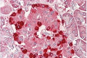 ABIN940570 (5µg/ml) staining of paraffin embedded Human Pancreas. (TSPY-Like 2 antibody  (AA 441-454))