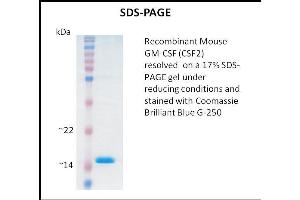 SDS-PAGE (SDS) image for Colony Stimulating Factor 2 (Granulocyte-Macrophage) (CSF2) (Active) protein (ABIN5509315) (GM-CSF Protein)