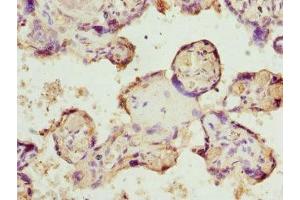 Immunohistochemistry of paraffin-embedded human placenta tissue using ABIN7145624 at dilution of 1:100 (BPGM antibody  (AA 1-259))