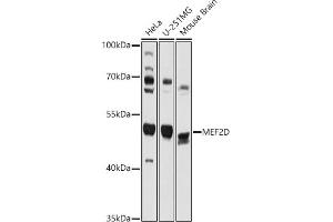 Western blot analysis of extracts of various cell lines, using MEF2D antibody (ABIN7268733) at 1:1000 dilution.