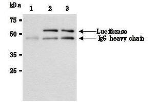 Western Blotting (WB) image for anti-Luciferase antibody (ABIN1108070) (Luciferase antibody)