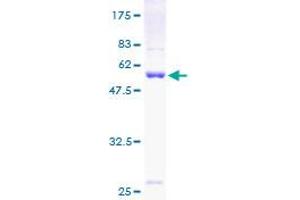 PSMA7 Protein (AA 1-248) (GST tag)