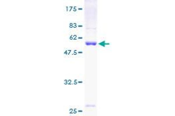 PSMA7 Protein (AA 1-248) (GST tag)