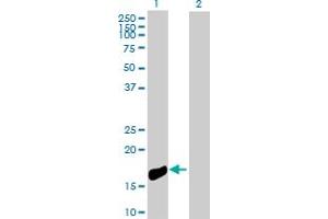 Western Blot analysis of NINJ1 expression in transfected 293T cell line by NINJ1 MaxPab polyclonal antibody. (NINJ1 antibody  (AA 1-152))