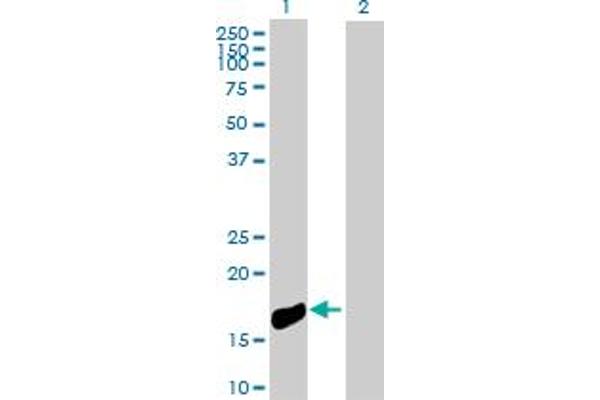 NINJ1 antibody  (AA 1-152)