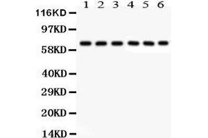 Anti- Kininogen1 Picoband antibody, Western blotting All lanes: Anti Kininogen1 at 0. (KNG1 antibody  (AA 19-210))