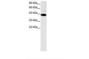 Image no. 3 for anti-Zfp-1 (AA 122-171) antibody (ABIN6735787) (Zfp-1 antibody  (AA 122-171))