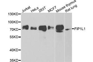 Western blot analysis of extracts of various cell lines, using FIP1L1 antibody (ABIN5974293) at 1/1000 dilution.