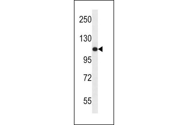 USO1 anticorps  (C-Term)