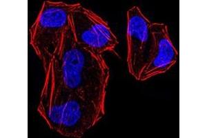 Immunofluorescence (IF) image for anti-MutL Homolog 1 (MLH1) (AA 381-483) antibody (ABIN7193525)