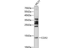 Western blot analysis of extracts of MCF7 cells, using CO antibody (ABIN7266633) at 1:1000 dilution. (CCDC56 antibody  (AA 1-106))
