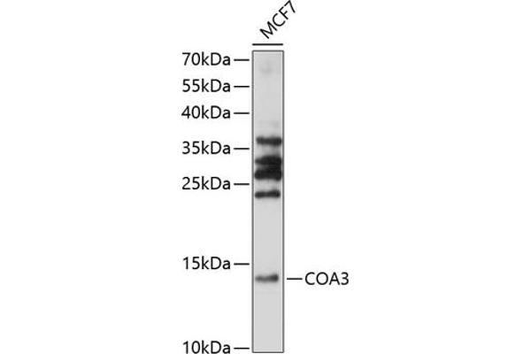 CCDC56 antibody  (AA 1-106)