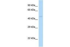 Image no. 1 for anti-gamma-aminobutyric Acid (GABA) A Receptor, pi (GABRP) (AA 40-89) antibody (ABIN6747561) (GABRP antibody  (AA 40-89))