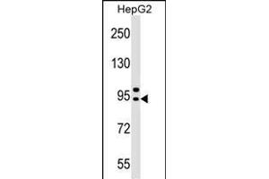 B1 Antibody (Center) (ABIN1538457 and ABIN2848913) western blot analysis in HepG2 cell line lysates (35 μg/lane).