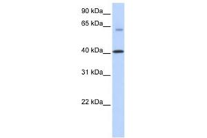 TMEM195 antibody used at 1 ug/ml to detect target protein. (TMEM195 antibody  (N-Term))